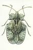 Azalea Lacebug (Stephanitis pyri)