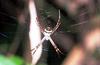 Orb-web Spider (Argiope minuta)