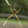 Orb-web Spider (Argiope minuta)