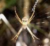 Orb-web Spider (Argiope minuta)