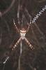 Orb-web Spider (Argiope minuta)