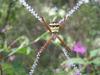 꼬마호랑거미 Argiope minuta (Orb-web Spider)