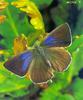 Purple Hairstreak Butterfly (Neozephyrus quercus)