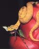 Eyelash Viper (Bothriechis schlegelii)