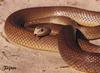 Taipan (Oxyuranus scutellatus)