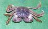 참게 Eriocheir sinensis (Chinese Mitten Crab)