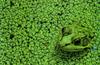 Green Frog (Rana clamitans)