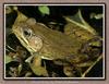 Green Frog (Rana clamitans)