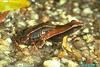 Brown Mantella (Mantella betsileo)