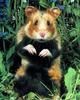 European Hamster (Cricetus cricetus)