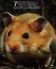 Golden Hamster (Mesocricetus auratus)