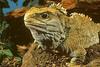 Tuatara (Sphenodon punctatus)