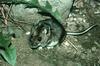 Deer Mouse (Peromyscus maniculatus)