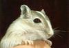 Gerbil (Muridae/Gerbillinae)