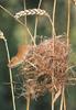 Eurasian Harvest Mouse (Micromys minutus)