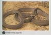 Black Mamba (Dendroaspis polylepis)