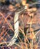 Black Mamba (Dendroaspis polylepis)