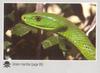 Western Green Mamba (Dendroaspis viridis)