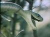 Western Green Mamba (Dendroaspis viridis)