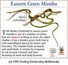 Eastern Green Mamba (Dendroaspis angusticeps)