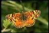 Fritillary Butterfly (Nymphalidae)