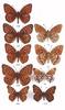 Fritillary Butterfly (Nymphalidae)