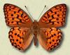 Fritillary Butterfly (Nymphalidae)