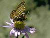 Fritillary Butterfly (Nymphalidae)