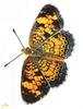 Fritillary Butterfly (Nymphalidae)