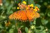 Gulf Fritillary Butterfly (Agraulis vanillae)