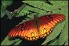 Gulf Fritillary Butterfly (Agraulis vanillae)