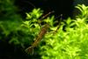 징거미새우 Macrobrachium nipponense (Oriental river shrimp)