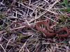 비바리뱀 Sibynophis collaris (Black-headed Snake)