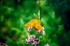 Silver-washed Fritillary Butterfly (Argynnis paphia)