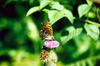 Silver-washed Fritillary Butterfly (Argynnis paphia)