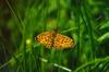 Small Pearl-bordered Fritillary Butterfly (Clossiana selene)