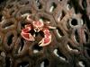 Porcelain Anemone Crab (Neopetrolisthes ohshimai)