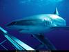 blue shark