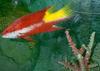 Spotfin Hogfish (Bodianus pulchellus)