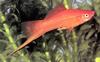 Hogfish (Labridae)