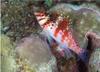 Hawkfish (Cirrhitidae)