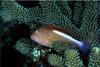 Arc-eye Hawkfish (Cirrhitidae)