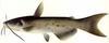 Catfish