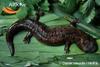Chinese Giant Salamander (Andrias davidianus)