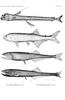 ...Fangtooth / Fangjaw : Sloane's viperfish (Chauliodus sloani), Gonostoma denudatum, spark anglemo