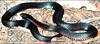 Red-bellied Black Snake (Pseudechis porphyriacus)