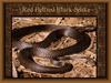 Red-bellied Black Snake (Pseudechis porphyriacus)