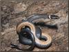 Ring-necked Snake (Diadophis punctatus)