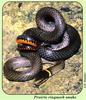 Prairie Ringneck Snake (Diadophis punctatus arnyi)