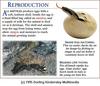 Reproduction of reptiles (snakes)